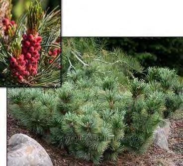 00 Pinus mugo Mitsch Mini zones 3-7 MITSCH S MINIATURE MUGO PINE 1 H x 2 W part shade/sun green This compact, low growing, mounded dwarf sports so many short branches and so