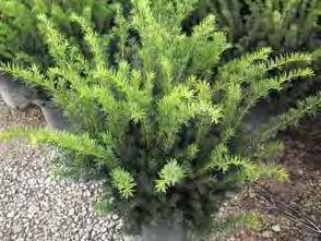 99 Taxus x media Dark Green Pyramidal zones 4-7 DARK GREEN PYRAMIDAL UPRIGHT YEW 6-8 H x 3-4 W sun or shade dark green This is a tall, dense evergreen---quite compact for its size.