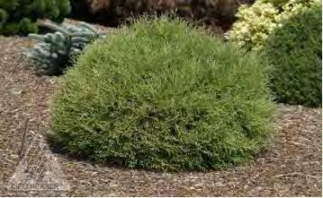 A slow grower, needing no pruning to maintain its shape. It has green needles, with the tips having a golden cast. #2 Container... $ 39.99 #3 Container... $ 44.99 #5 Container... $ 54.