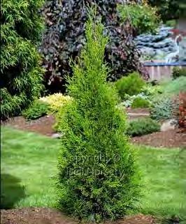 Thuja occidentalis Smaragd zones 3-7 EMERALD GREEN ARBORVITAE 10-12 H x 3-4 W part sun/sun green This plant is fairly tight, compact, grower. Requires pruning if you want to keep it short.