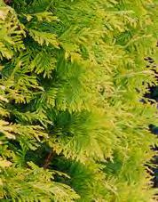 Showy, dense foliage is golden yellow throughout the year. Attractive accent or screen. Use any place where brilliant color is needed. Needs regular watering weekly or more in extreme heat.