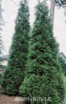 Thuja plicata Green Giant zones 4-8 GREEN GIANT ARBORVITAE 25-30 H x 10-12 W sun green One of the finest new evergreens for screening, windbreak, and specimen use, this uniformly conical tree
