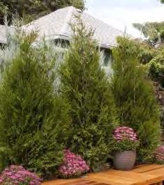 00 Thuja plicata Whipcord zones 5-7 WHIPCORD WESTERN ARBORVITAE 5 H x 4 W sun/part shade glossy green Multi-branched shrub with long tendrils giving a pendulous mop effect.