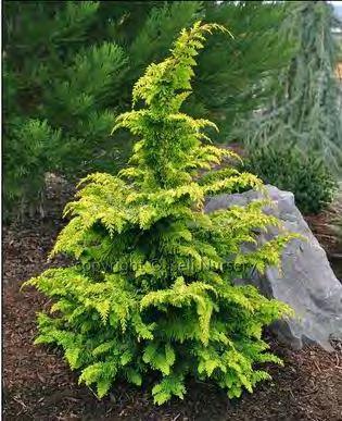 CHAMAECYPARIS (Cedar) Tall trees, usually with a pyramidal habit. Striking plants, with smooth bark that peels off in strips or scales, or is fissured into ridges. Ideal for hedges and specimens.