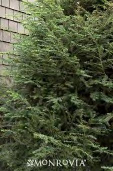 Tsuga canadensis Emerald Fountain zones 4-7 EMERALD FOUNTAIN HEMLOCK 6-10 H x 2-3 W part sun/part shade green Many dense branches of deep green with lighter