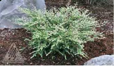 Excellent low maintenance hedge, screen, or foundation plant. #10 Container... $175.