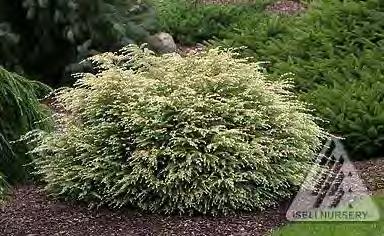 Tsuga canadensis Moon Frost zones 4-7 MOON FROST DWARF HEMLOCK 6 H x 6 W part shade green A globe shaped dwarf hemlock. Bright white, new growth, with older inner foliage that retains a light tone.