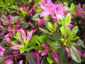 99 Ask about our delivery and planting service. BROADLEAF EVERGREENS AZALEA The evergreen azaleas are glorious, springflowering shrubs.