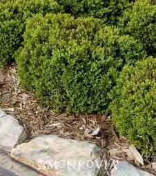 Buxus x Green Velvet zones 5-7 GREEN VELVET BOXWOOD 2-3 H x 3 W sun/ shade dark green This boxwood has a dense, compact, rather rounded