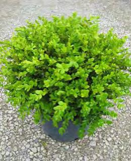 EUONYMUS Densely growing with rounded leaves---easily pruned if desired. Great as foundation plants and low hedges. Some types make great groundcover.