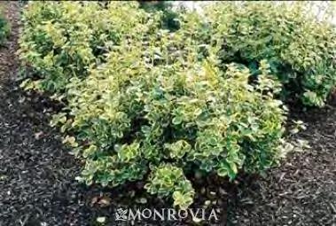 They are light green in color, with bright golden yellow margins. New growth is a little darker, lightening up with age. Use as a contrast color with purple leaved plants.