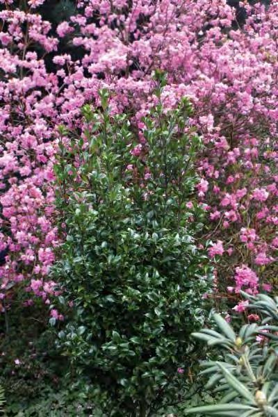 Lustrous dark green leaves which are held on superior branches. Naturally compact, makes this great for use as a hedge or foundation planting. Pollinator.