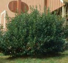Ilex meserveae Royal Duet zones 5-9 ROYAL DUET MALE AND FEMALE HOLLY 8-10 H x 8 W sun/shade Compact, broad, natural pyramid shape. #3 Container... $ 54.