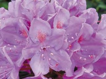 Rhododendron Roseum Elegans zones 4-8 ROSEUM ELEGANS RHODODENDRON 7 H x 7 W part shade lavender pink flowers Plentiful trusses of lavender pink flowers. Spreading habit that thrives in partial shade.