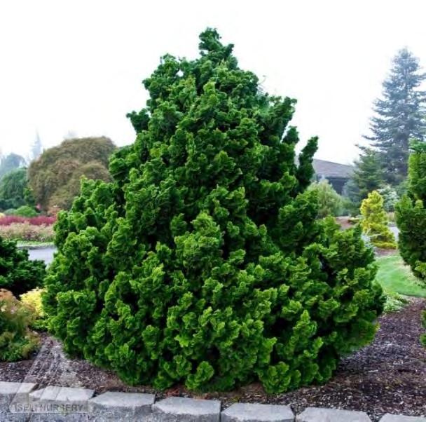 A dark green evergreen with graceful, spreading branches. Cupped sprays of scale-like leaves are marked with white crosshatches on their undersides.