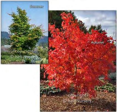 00 Acer pseudosieboldianum Ice Dragon zones 4 ICE DRAGON MAPLE 8 H x 10 W sun/part shade fall color Part of the Jack Frost Collection.