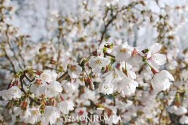 Prunus incise Little Twist zones 5-8 LITTLE TWIST FUJI CHERRY 6-7 H x 6-7 sun white flowers Tightly clustered, semi-pendulous white flowers have clear pink centers