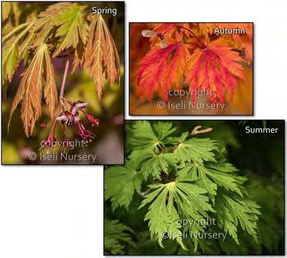 SHRUBS ACER (Japanese Maple) A wonderful collection of plants with a beautiful range of leaf shapes and colors.