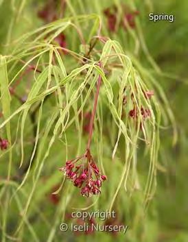 Acer palmatum Koto-no-ito zones 5-7 HARP STRING JAPANESE MAPLE 6 H x 4 W sun/part sun green leaves This Japanese Maple gets its common name from its resemblance to a harp.