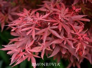 Bright red new foliage matures to deep maroon-red. Freely branching growth becomes dense with maturity. Slow growing. #2 Container... $110.00 #5 Container... $169.