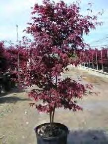 Acer palmatum atro.