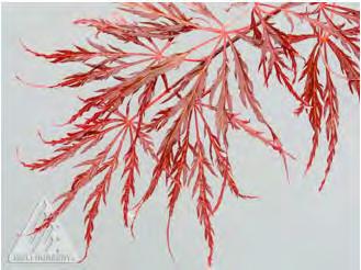 Milaegers can deliver and plant any trees and shrubs that we sell. 45 Acer palmatum var.