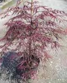 They retain their color throughout the hot of mid to late summer maturing to bright scarlet-red in the fall #7 Container... $215.00 Acer palmatum var. dissect.