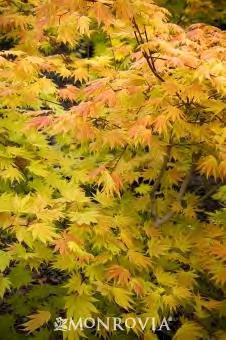 Acer shirasawanum Autumn Moon zones 5-7 AUTUMN MOON FULLMOON MAPLE 8-12 H x 6-8 W sun/part shade fall color This beautiful, small tree boasts leaves with a unique color and firm texture.