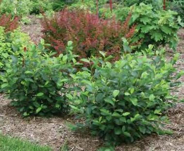 Aronia melanocarpa Low Scape Mound zones 3-9 LO SCAPE MOUND CHOKEBERRY 1-2 H x 1½-2 W full/part sun red fall color Mounded habit. This dwarf Chokeberry is cute yet tough.