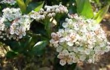 #2 Container... $ 44.99 Aronia melanocarpa Viking zones 3-8 VIKING BLACK CHOKECHERRY 3-5 H x 3-5 W shade/part shade red fall color Fragrant white flowers in spring turn into black berries.