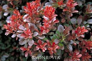 Berberis thunbergii atro. 'Crimson Pygmy' zone 4-8 CRIMSON PYGMY BARBERRY 20-24 H x 30-36 W sun burgundy red leaves Nationwide, this is the most popular barberry of all.