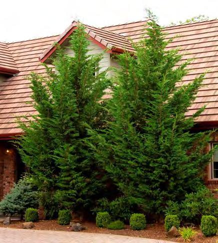 99 JUNIPERUS (Juniper) Evergreen shrubs or trees with needle-like foliage ranging in color from blue-greens to light greens. Berry-like fruit.