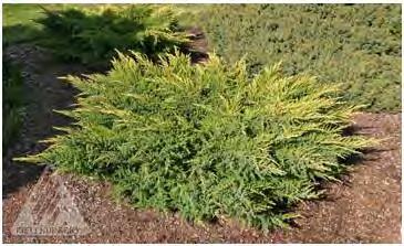 Prefers full to part sun and acidic, moist, well-drained soil, but does well in almost any site. Tolerant of poor soils, compacted soils, soils of various ph, heat and drought.
