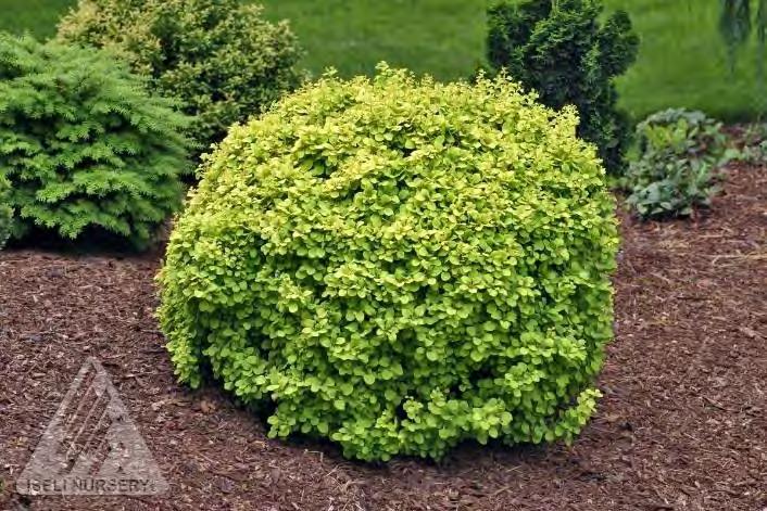 Use as hedges or in borders and foundation plantings. #2 Container... $ 44.