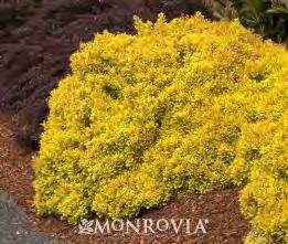 the gold leaved barberry. Its height is between that of 'Bogozam' and 'Aurea'. #2 Container... $ 39.