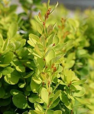 Creamy yellow foliage, edged in pink. Holds its color throughout the summer. Inconspicuous tiny spines. #1 Container... $ 24.