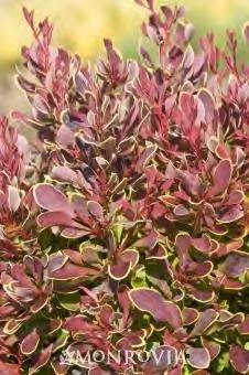 Berberis thunbergii Golden Ruby zones 4-8 GOLDEN RUBY BARBERRY 2 H x 2 W sun red with gold edges A beautiful, slow growing, compact plant.