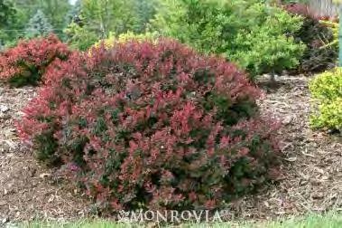 tinged with red gives this Barberry a torch-like appearance, adding drama to the garden. Useful in narrow places and containers as well as in the landscape.