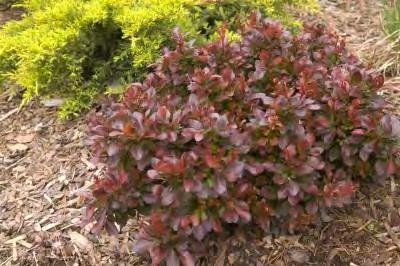 Berberis thunbergii Moretti Select zones 4-7 FIRST EDITIONS CABERNET BARBERRY 2 H x 2-3 W sun purple Exclusively from Bailey Nurseries and First Editions, an extremely dense, compact form of