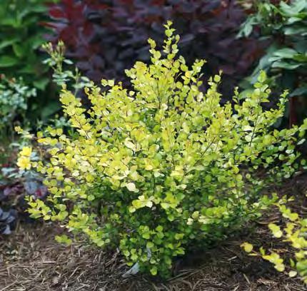 Can be used as a low hedge with minimal pruning. #3 Container... $ 44.99 Questions? Email us at gardenquestions@milaegers.