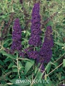 Buddleia davidii 'Black Knight' zones 5-9 BUTTERFLY BUSH BLACK KNIGHT 4-6 H x 3-5 W sun/part sun dark purple flowers This is reputed to be one of the hardiest of the Buddleia davidii