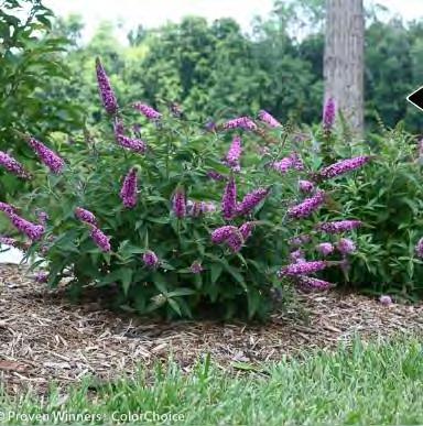 This small, tight, compact rebloomer has stunning magenta-pink fragrant flowers. Bright green foliage. Attracts butterflies, bees and hummingbirds. #2S Container... $ 49.