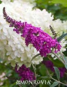 Buddleia davidii Miss Ruby zones 5-9 MISS RUBY BUTTERFLY BUSH 4-5 H x 3-4 W sun rich pink flowers Miss Ruby is a charming plant that displays bright, rich pink flowers.