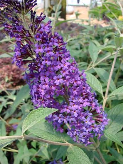 Dark green foliage with grayish undersides. Rich, violet-purple inflorescences are very upright and quite fragrant. The flowers measure 6-8 long. Deadhead to promote rebloom.