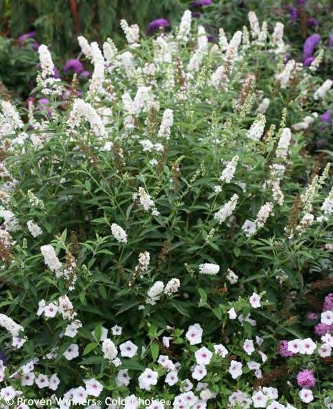Attracts bees, hummingbirds and butterflies. Deadhead spent flowers to encourage rebloom. 8 Container... $ 22.50 #1 Container... $ 22.50 #2S... $ 49.