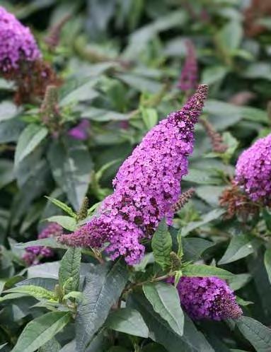 Buddleia 'Pugster Periwinkle' zones 5-9 PUGSTER PERIWINKLE DWARF BUTTERFLY BUSH 2 H x 2-3 W sun/part sun purple flowers Proven Winners selection. This compact plant produces full sized flowers!