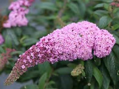 .. $ 44.99 Buddleia 'Pugster White' zones 5-9 PUGSTER WHITE DWARF BUTTERFLY BUSH 2 H x 2-3 W sun/part sun pink flowers Proven Winners selection. This compact plant produces full sized flowers!