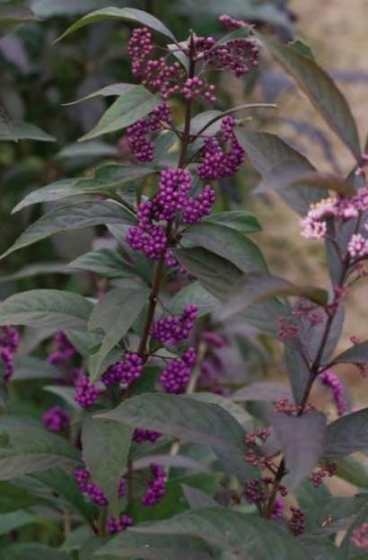 This compact plant produces full sized flowers! Fragrant, taffy pink flowers. Attracts bees, butterflies and Callicarpa Purple Pearls zones 5-8 hummingbirds.