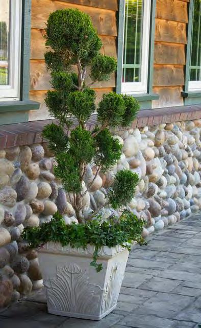 Juniperus chinensis Mint Julep zones 4-7 MINT JULEP JUNIPER 1½-2 H x 4-6 W sun mint green This variety has become well known and is used by professionals who value its reliable performance.