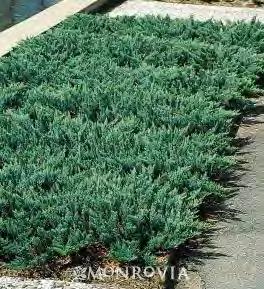 99 Juniperus chinensis Sea of Gold zones 3-9 SEA OF GOLD JUNIPER 3 H x 4 W sun gold Even more outstanding golden color on lacy foliage than its Gold Coast parent on the same compact form makes this